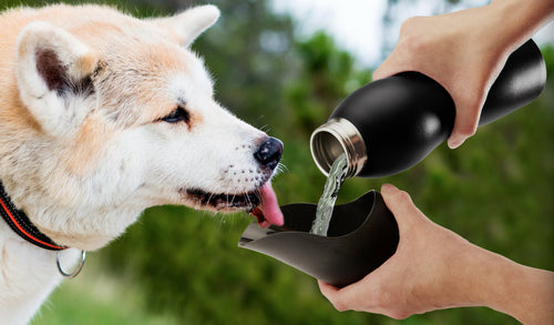 Stainless Steel Dog Water Bottle with Bowl Lid