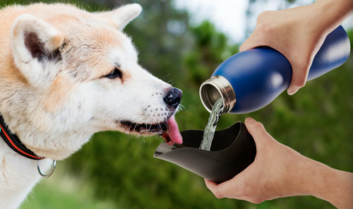 Stainless Steel Dog Water Bottle with Bowl Lid