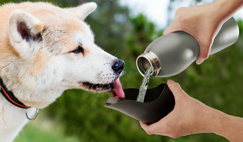 Stainless Steel Dog Water Bottle with Bowl Lid