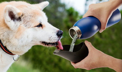 Stainless Steel Dog Water Bottle with Bowl Lid